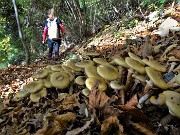 66 Funghi e funghi